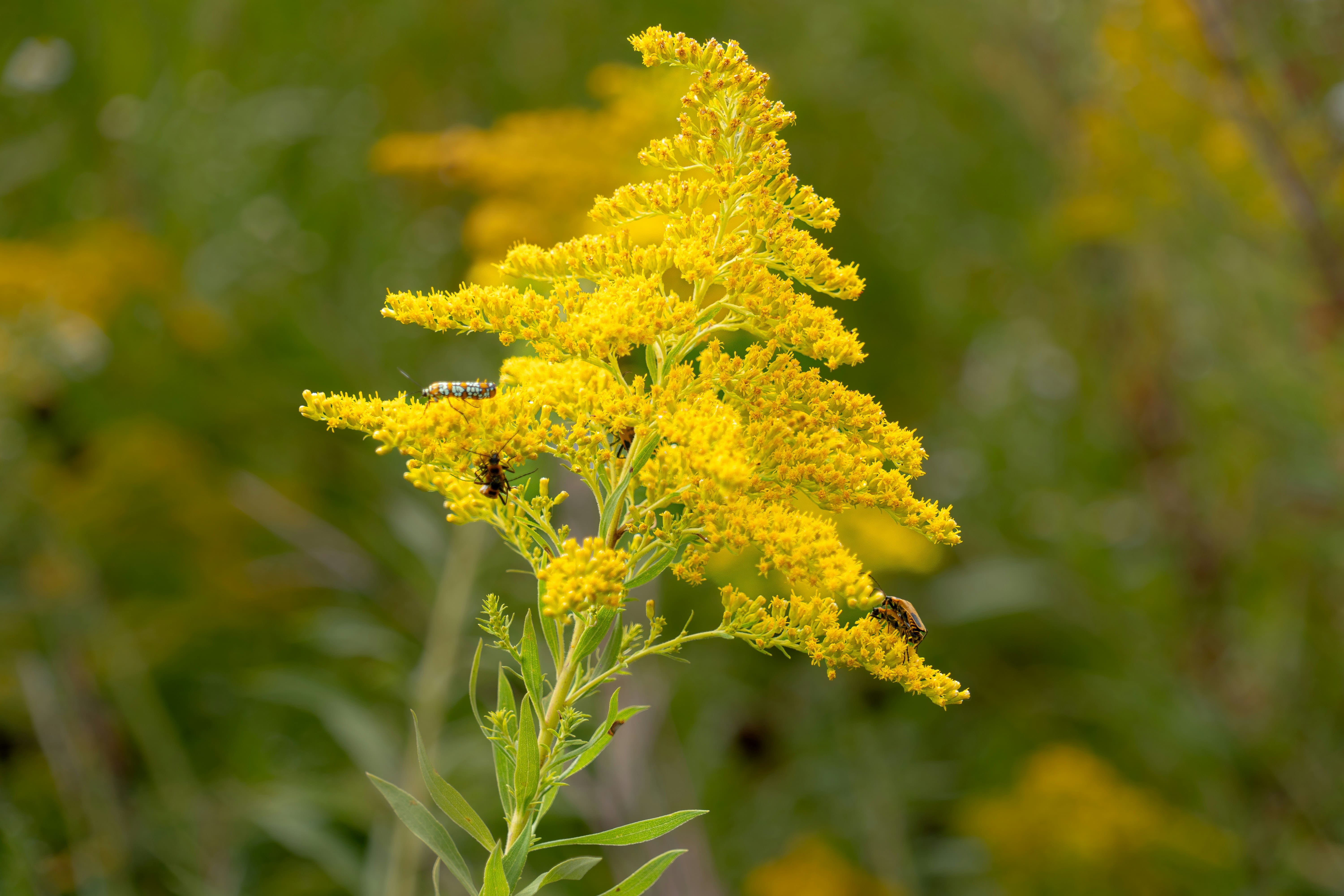 La Verge d’or