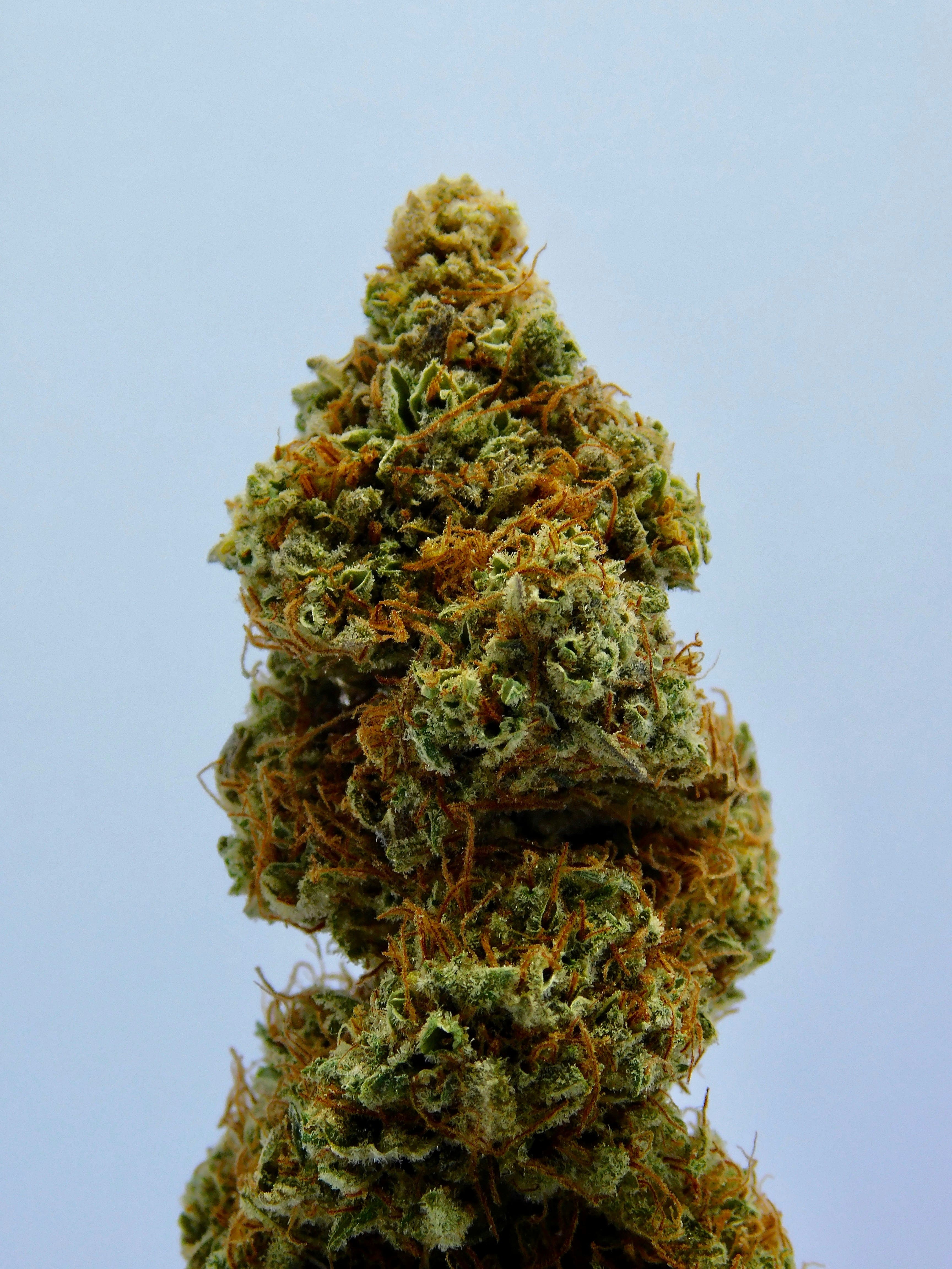 Le Cannabis
