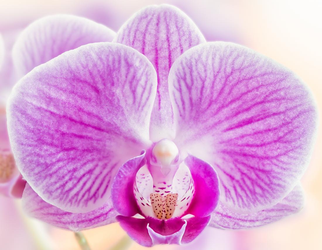 /socialbox/storage/app//public/images/orchid-as-a-metaphor-for-the-female-vulve_1708896341.jpg