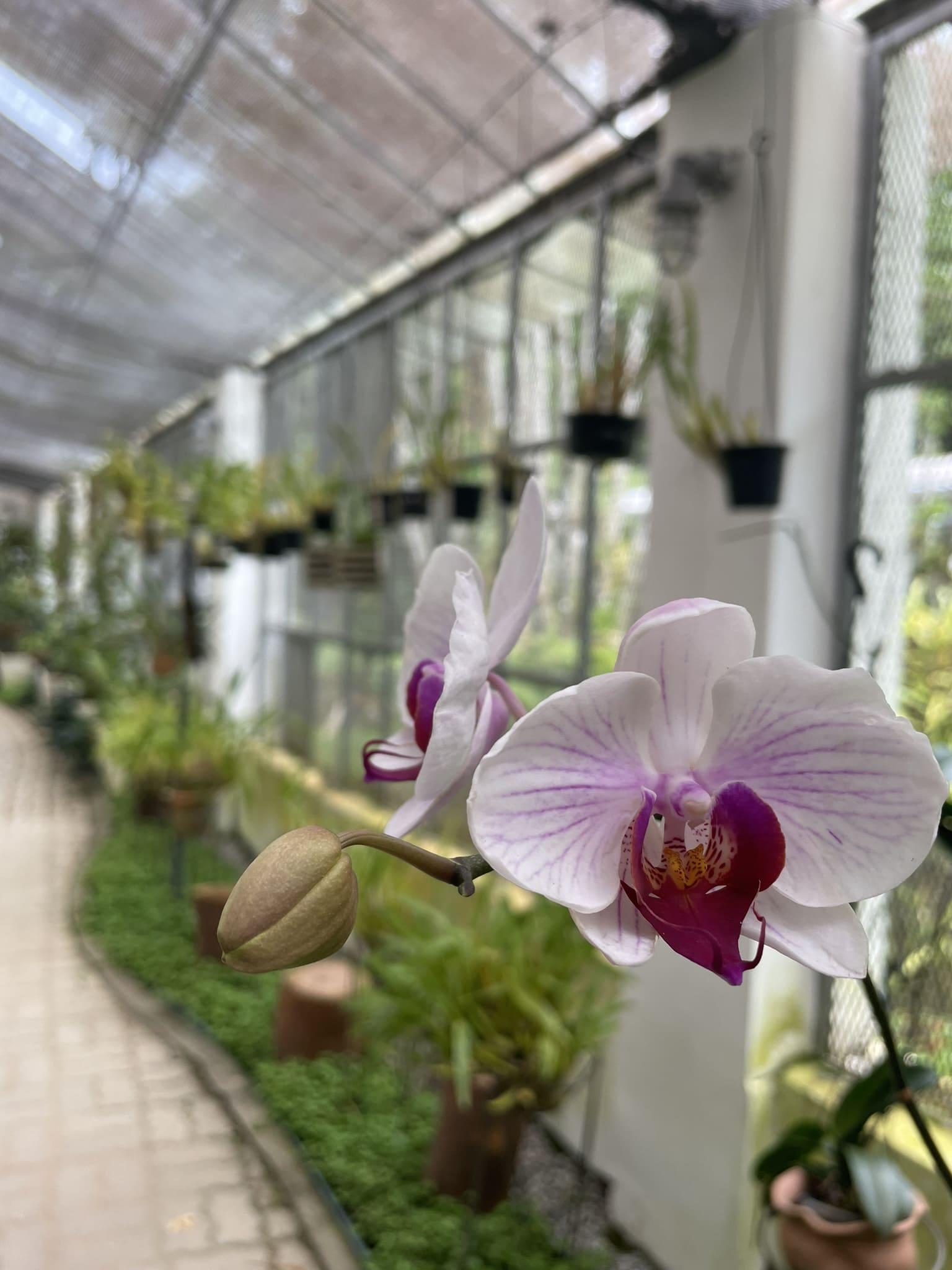 /socialbox/storage/app//public/images/orchidee-bresil-min_1708485549.jpeg